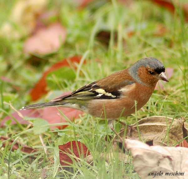 Fringuello Frinigilla coelebs